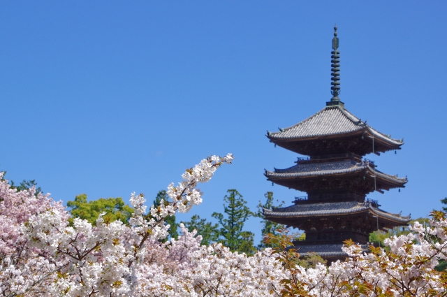 春の京都の桜観光_オススメの名所15選_仁和寺の御室桜