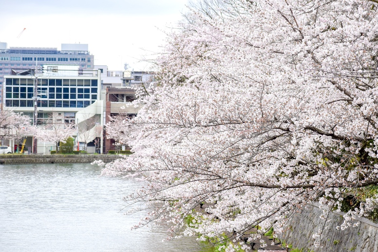 春の京都の桜観光_オススメの名所15選_岡崎疏水_桜の見頃