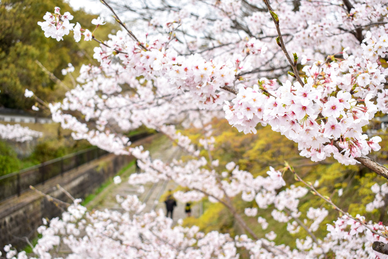 蹴上インクライン_オススメの撮影場所_橋の上から桜と線路_京都の春観光
