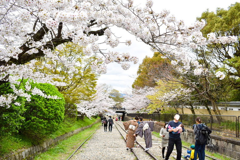 蹴上インクライン_オススメの撮影方法_線路と桜と着物_京都の春観光