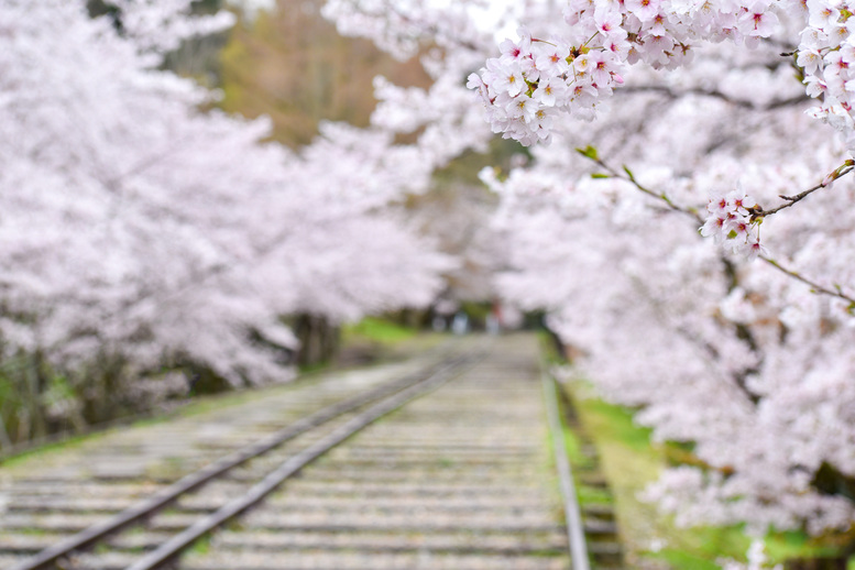 蹴上インクライン_オススメの撮影方法_ポートレート_坂の上の桜並木_京都の春観光