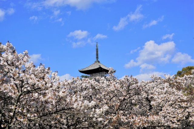 春の京都の桜観光_オススメの名所15選_仁和寺の御室桜と五重塔