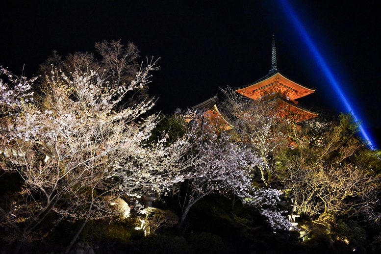 春の京都の桜観光_オススメの名所15選_清水寺_ライトアップ