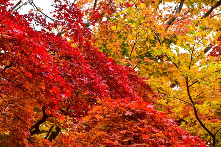 天橋立観光の見どころ_成相寺_紅葉の見頃とライトアップ