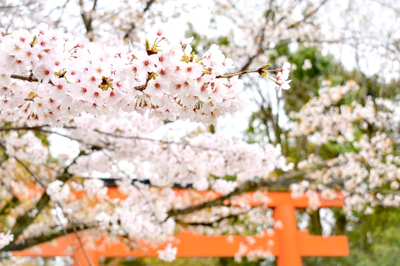 春の京都の桜観光_オススメの名所15選_円山公園と八坂神社_開花日と満開予想