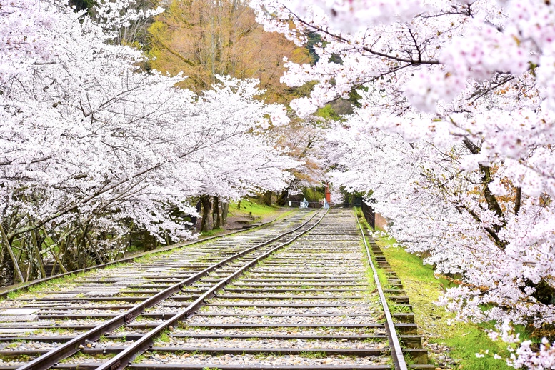春の京都の桜観光_オススメの名所15選_蹴上インクライン