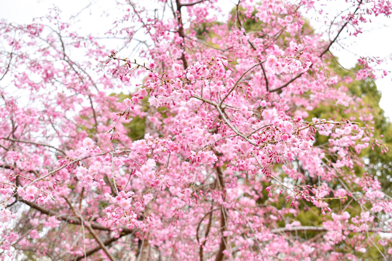 春の京都の桜観光_オススメの名所15選_平安神宮_神苑の南神苑_平安の苑と八重紅枝垂桜_開花と満開予想