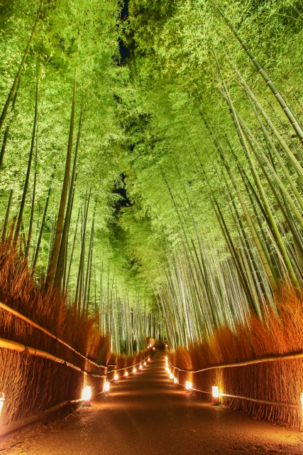 竹林の小径の見どころ-夜のライトアップ_京都の観光名所-嵐山花灯路