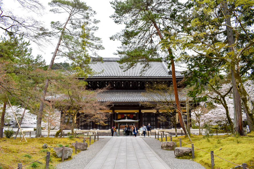 京都観光_南禅寺の見どころ_法堂と桜