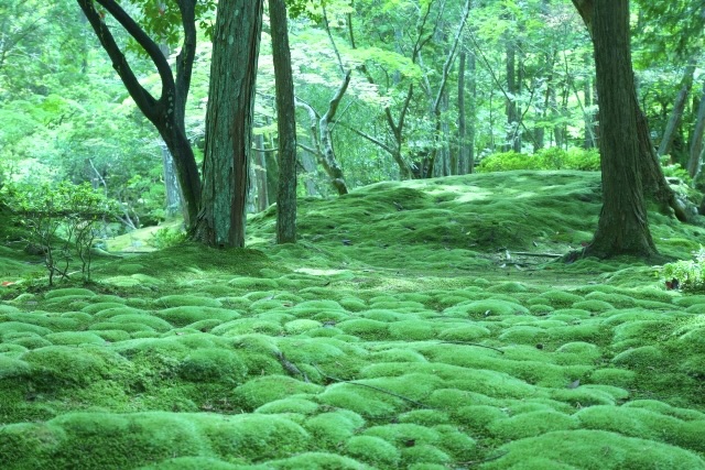 京都・嵐山のおすすめ観光スポット_西芳寺（苔寺）の観光地情報