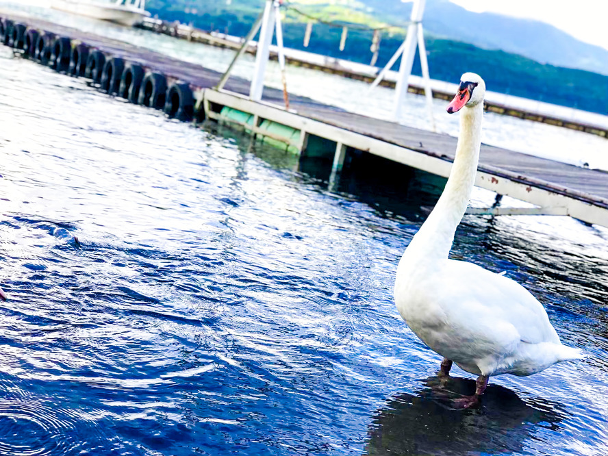 富士五湖・山中湖の基本情報-白鳥の湖の見どころ・歴史