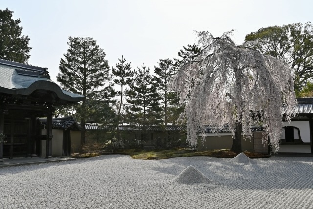 京都観光_祇園・八坂エリアの見どころ_春の高台寺_枝垂れ桜