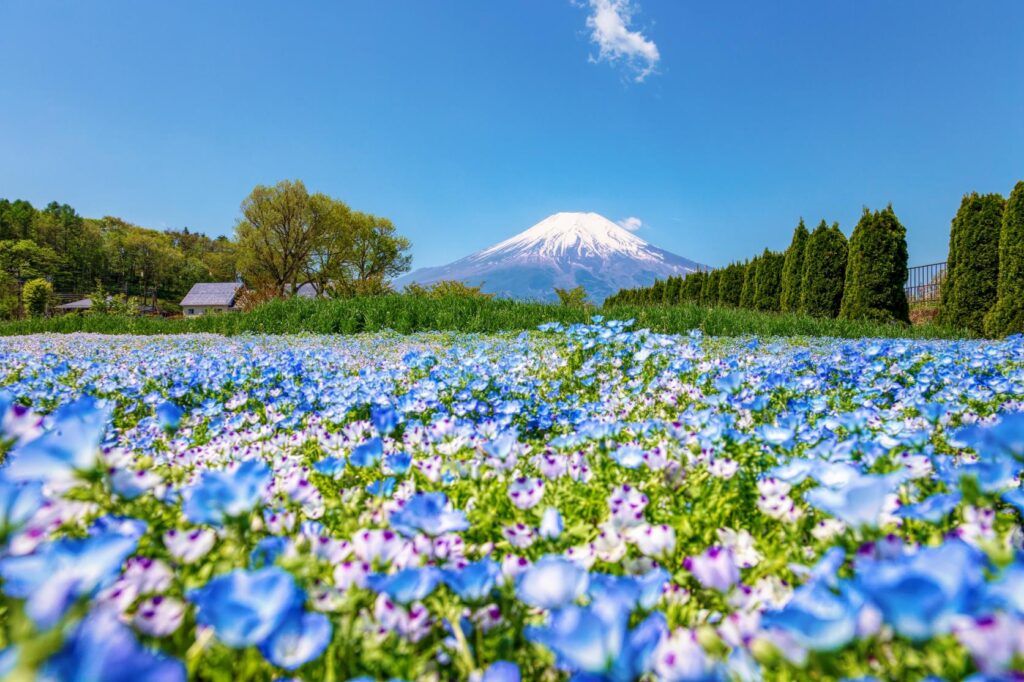 山中湖へ日帰り旅行-おすすめの見どころと観光マップ_春夏秋冬の花の都公園と富士山