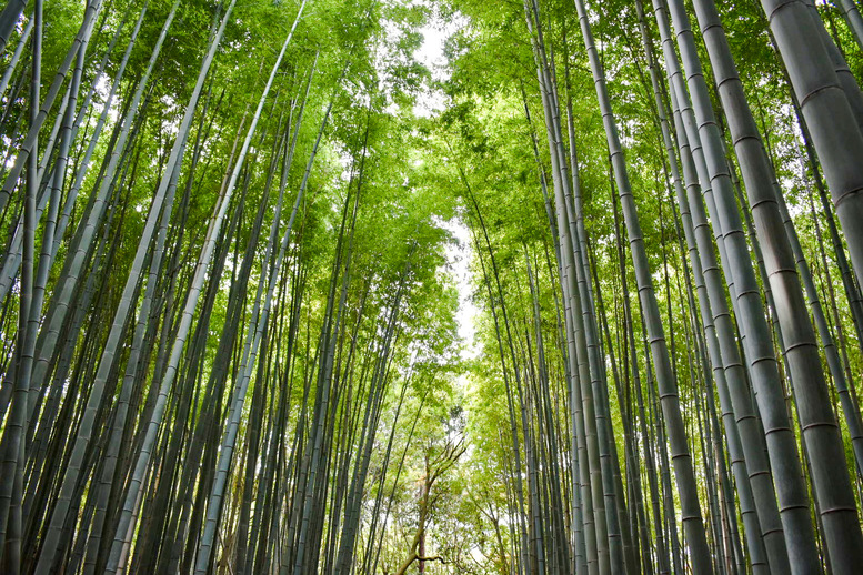 京都・嵐山のおすすめ観光スポット_竹林の小径の観光地情報