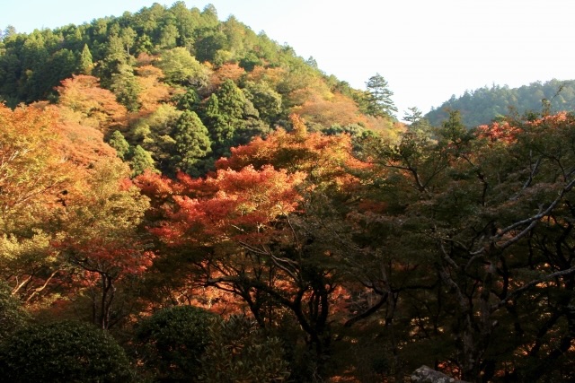 京都・嵐山のおすすめ観光スポット_高山寺の観光地情報_秋の紅葉
