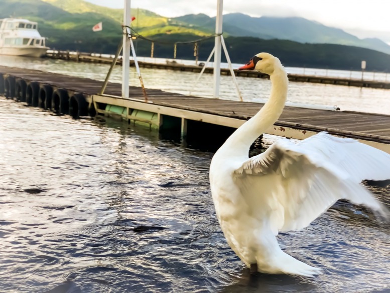 富士五湖ランキング-面積_山中湖と白鳥の湖