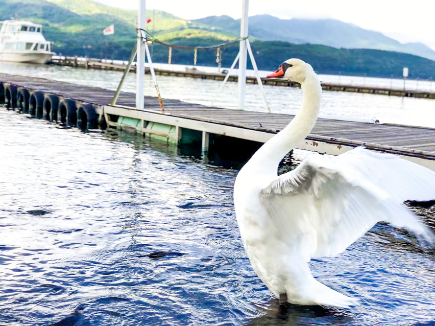 【富士五湖】白鳥の湖こと山中湖へ日帰り旅行！おすすめの見どころ・観光マップ・グルメ・ランチ・アクセス