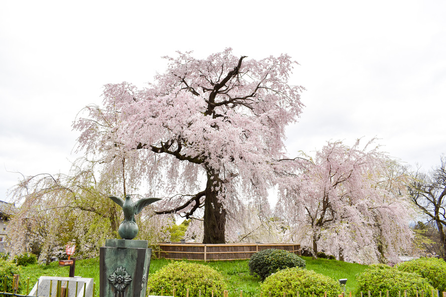 祇園・八坂エリアの見どころ_円山公園の桜