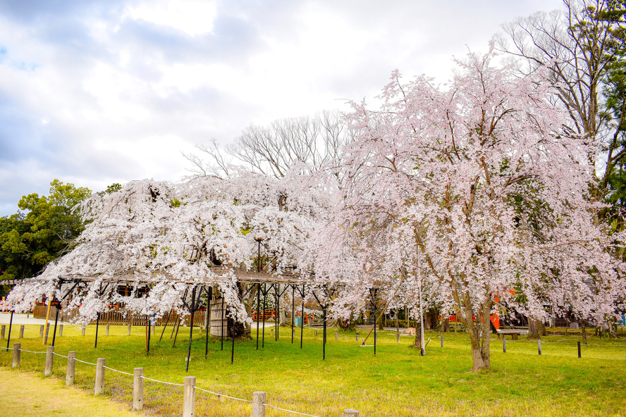 京都観光-最古の最強パワースポット！上賀茂神社の見どころ-桜の名所-斎王桜と御所桜