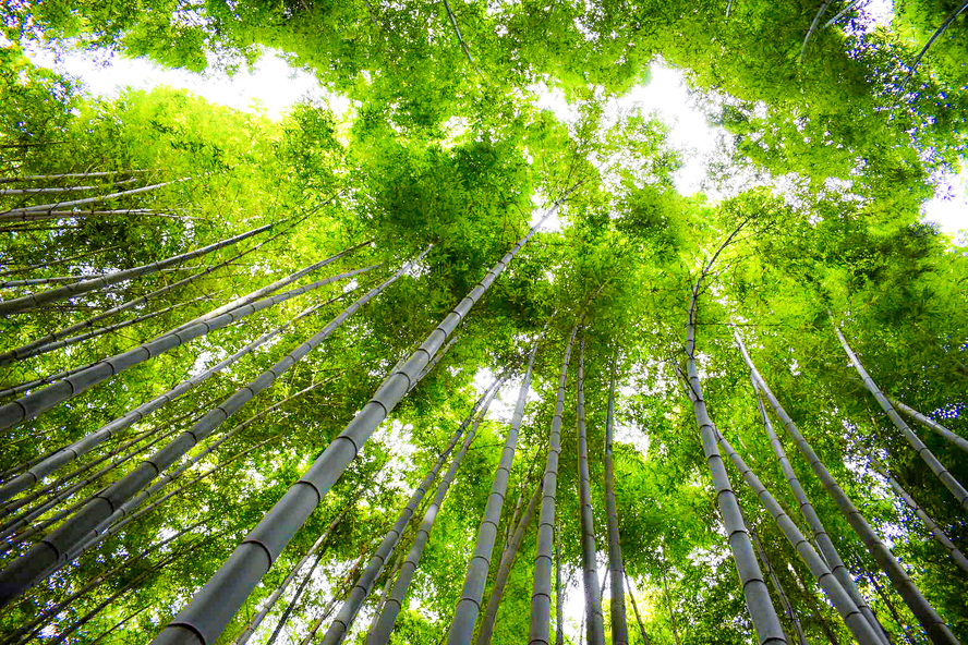 竹林の小径の歴史_京都・嵐山の観光名所