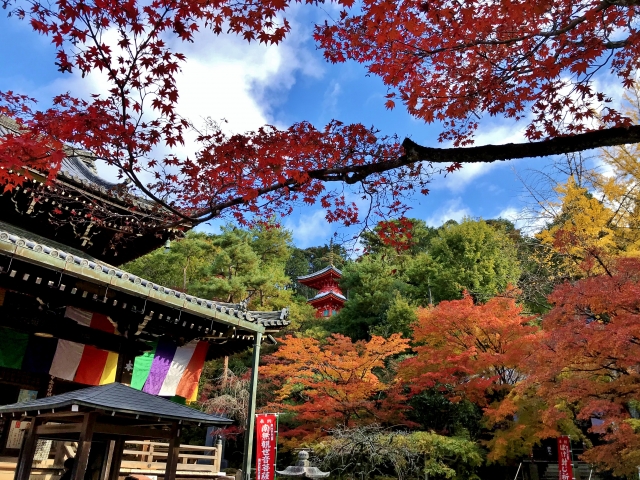 京都・嵐山のおすすめ観光スポット_二尊院の観光地情報_秋の紅葉
