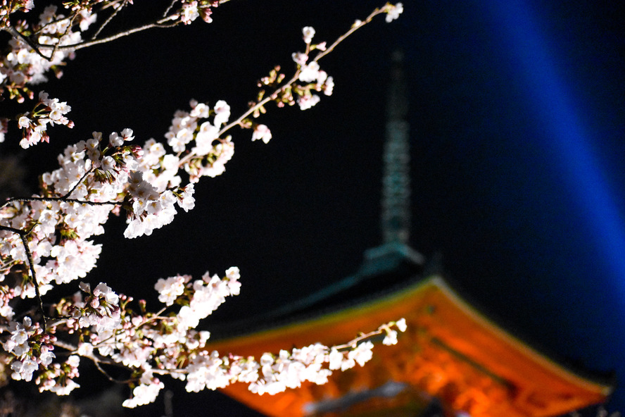 京都観光_祇園・東山エリアの見どころ_春の清水寺のライトアップ