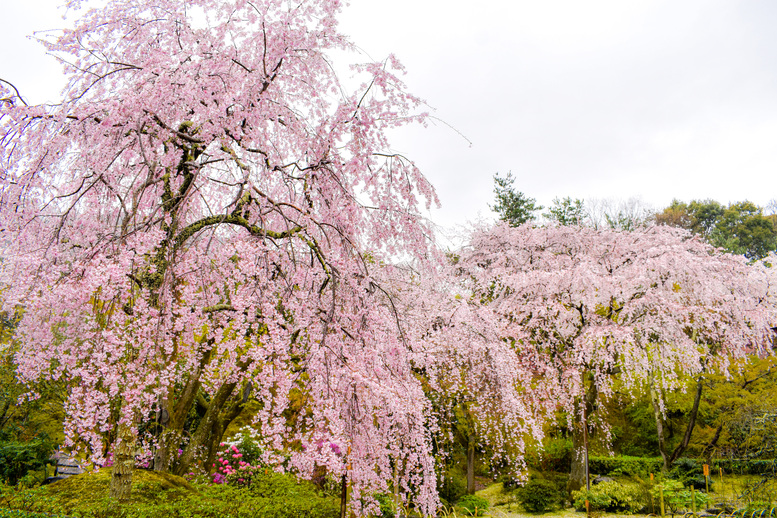 京都・嵐山のおすすめ観光スポット_天龍寺の観光地情報_春の桜