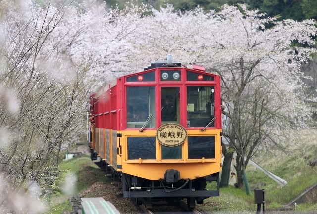京都・嵐山のおすすめ観光スポット_嵯峨野トロッコ列車の観光地情報_春の桜