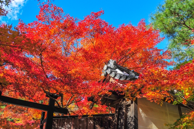 京都・嵐山のおすすめ観光スポット_二尊院の観光地情報_秋の紅葉