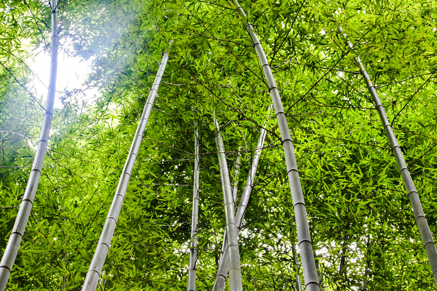 京都・嵐山の竹林の小径の魅力とは？着物で歩きたい観光名所！見どころ・夜のライトアップ・アクセス