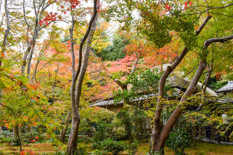 京都・嵐山のおすすめ観光スポット_祇王寺の観光地情報_秋の紅葉