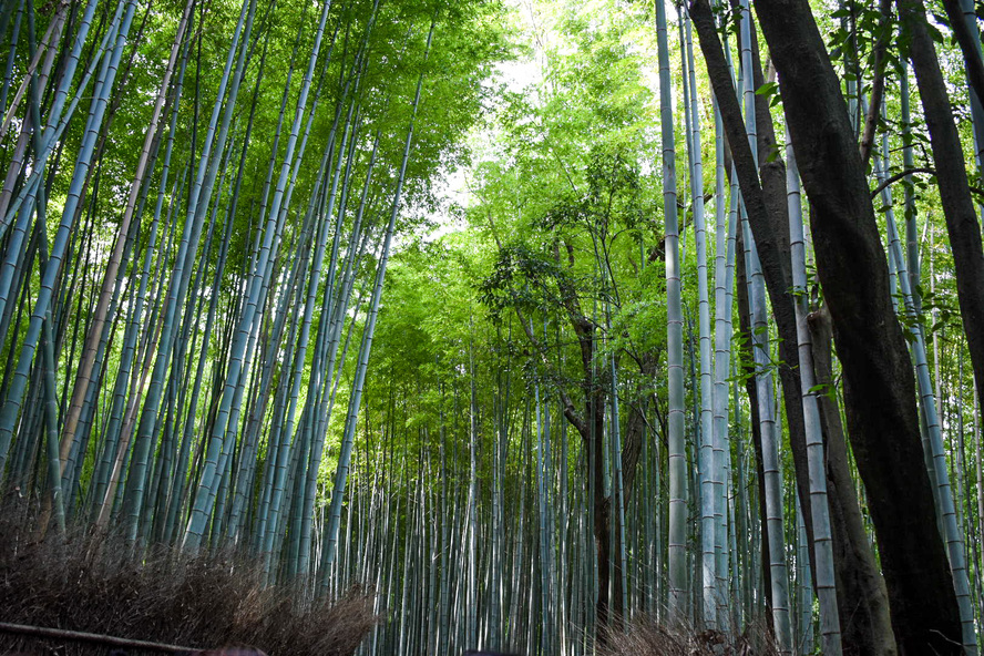 竹林の小径の見どころ_京都・嵐山の観光名所