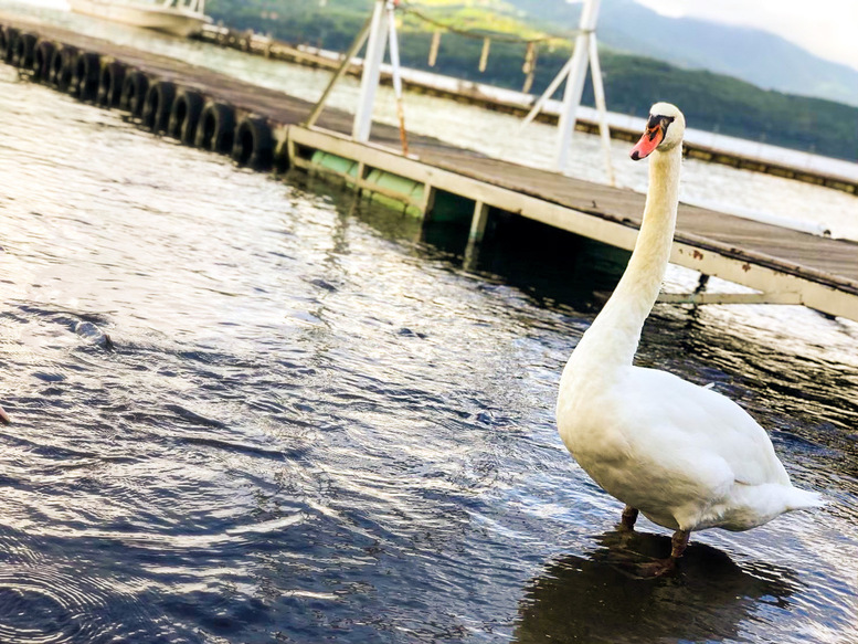 富士五湖ランキング_富士五湖の成り立ち-5つの湖_山中湖の白鳥