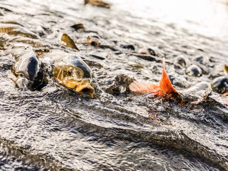 富士五湖ランキングと雑学-湖水について-内陸湖と川_本栖湖の魚たち