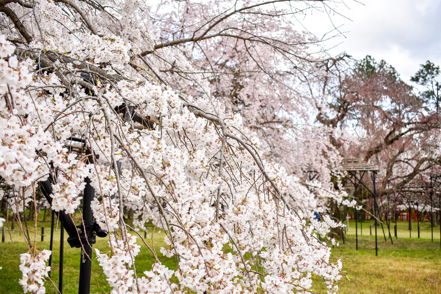 京都観光-最古の最強パワースポット！上賀茂神社の春の桜の見頃
