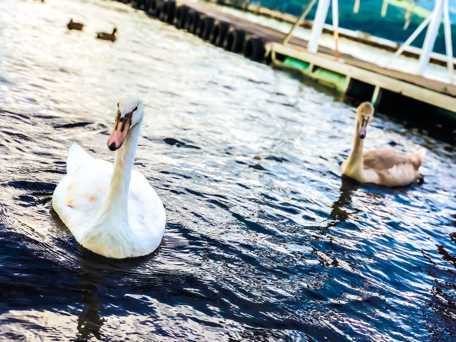 山中湖へ日帰り旅行-おすすめの見どころと観光マップ_白鳥の湖-カップル