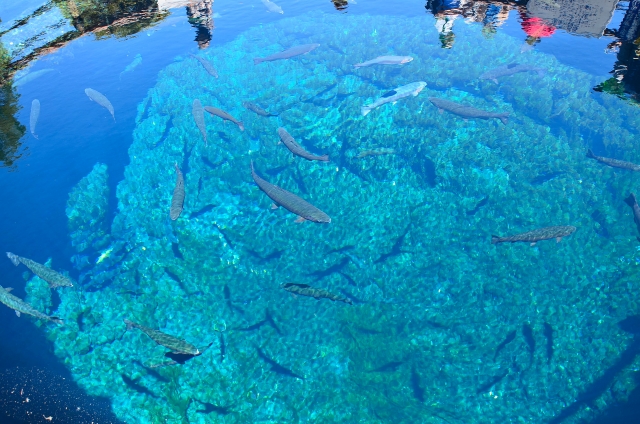 山中湖へ日帰り旅行-おすすめの見どころと観光マップ_忍野八海の湧き水と魚たち