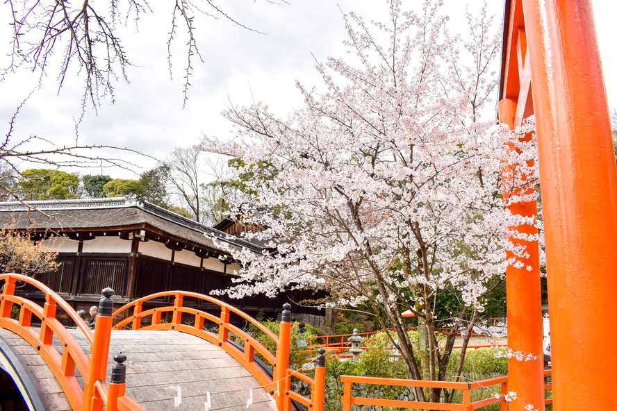 縁結びに美容のご利益のパワースポット「下鴨神社」へひとり旅！-春の桜の季節