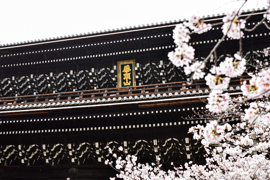 京都観光_祇園・八坂エリアの見どころ_知恩院_春の桜と三門