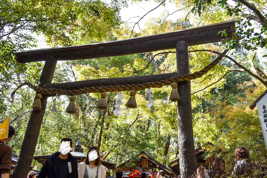 野宮神社の見どころ_黒木鳥居