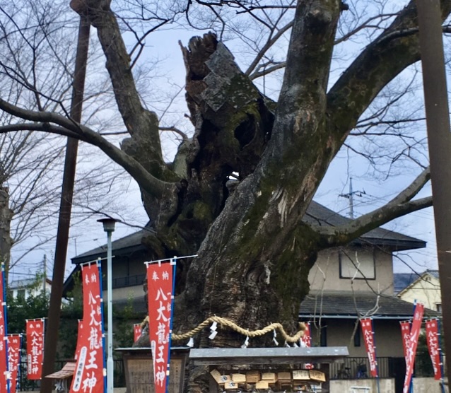 東京から日帰り旅行も可能！秩父でオススメのパワースポット-恋愛・仕事運・金運アップ_秩父今宮神社-御神木のケヤキ.jpg