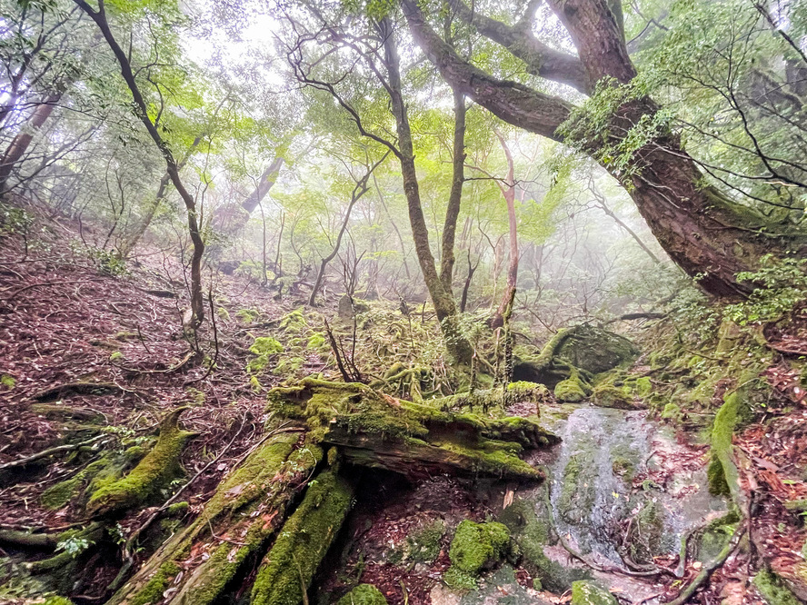 屋久島の植生_屋久杉と湿度-1ヶ月で３５日間雨が降る