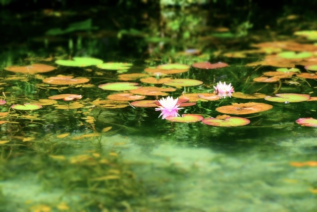 【岐阜観光】モネの池の見頃_睡蓮は午前中がオススメ