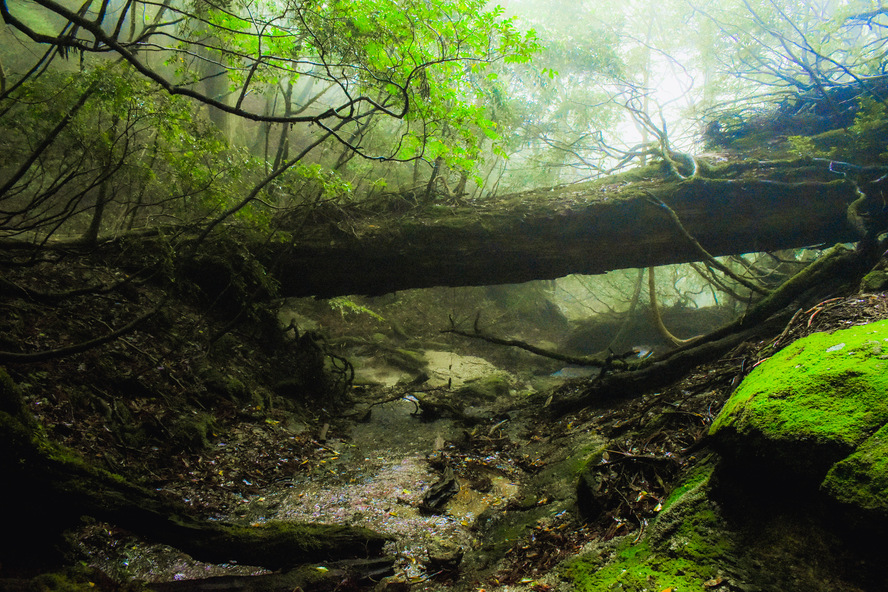 屋久島_縄文杉トレッキング_倒木