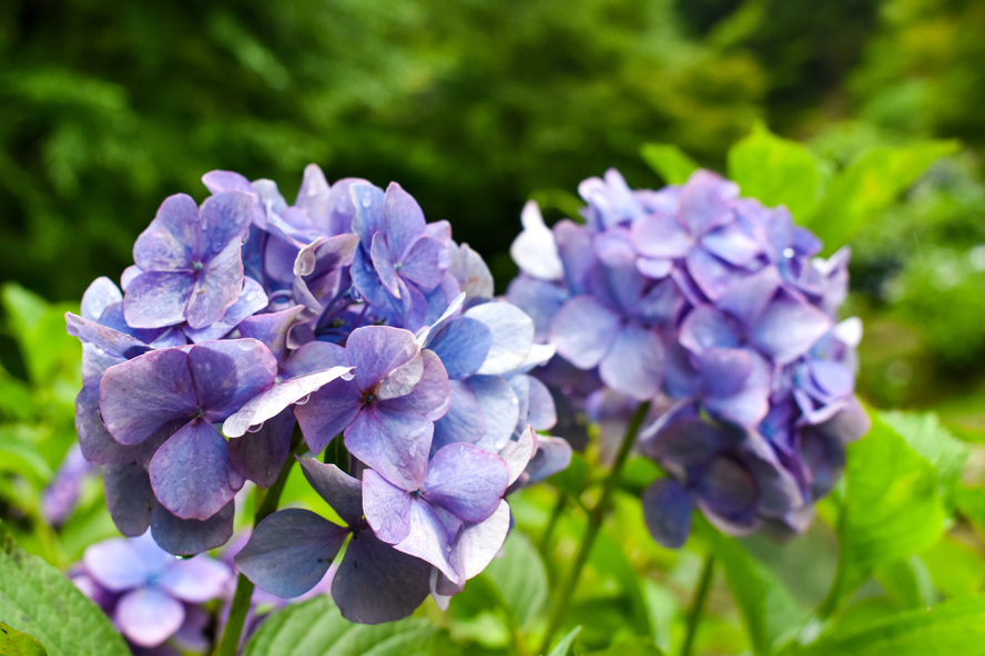 【岐阜】あじさいの山寺「三光寺」の紫陽花_見頃とアクセス-マネの池