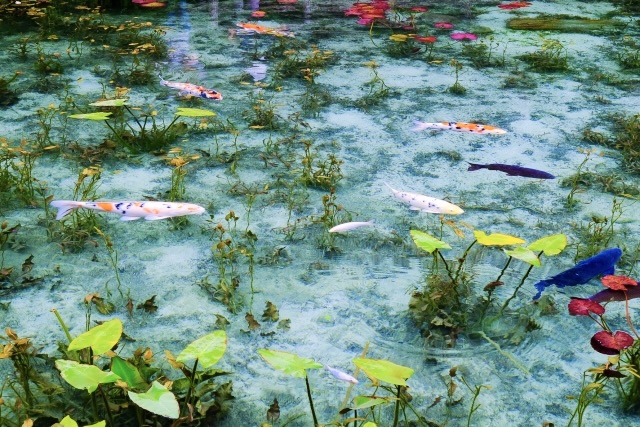 【岐阜観光】モネの池の見頃と睡蓮_がっかりしないためのインスタ映えな撮影方法