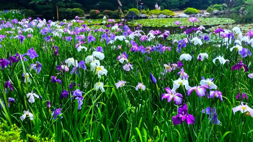 蘇った平安京と花々の名所-平安神宮神苑の見どころ_西神苑の花菖蒲