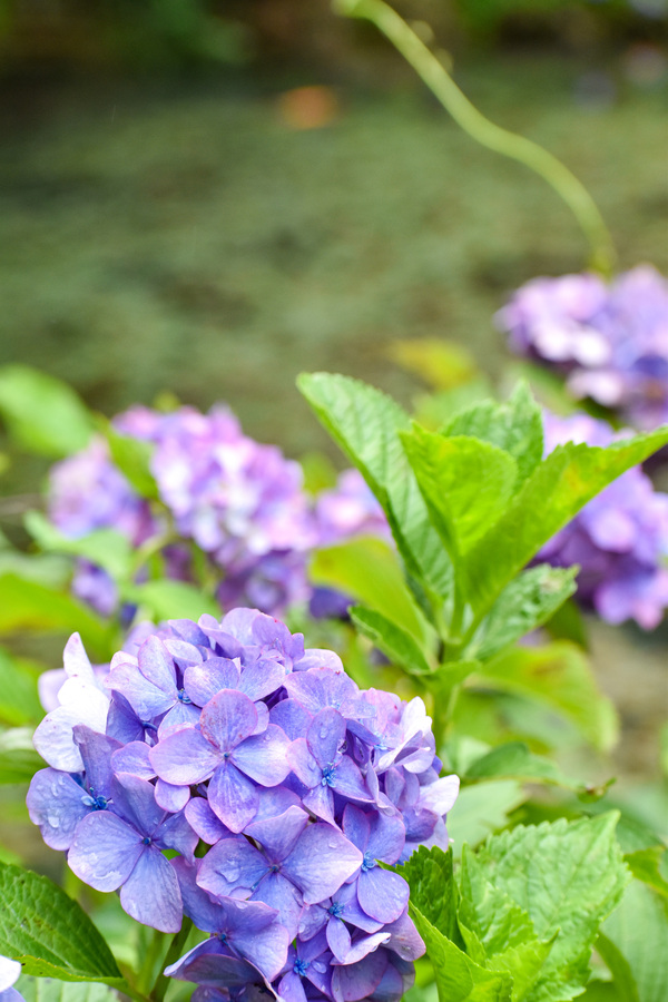 【岐阜】あじさいの三光寺-マネの池と紫陽花_見頃と見どころ