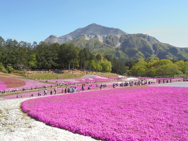 あの花・ここさけ・空青ファンなら一度は行きたい秩父のオススメ聖地巡礼スポット_羊山公園