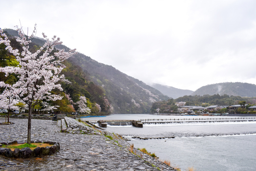 京都観光-嵐山・渡月橋の見どころ_桜の見頃